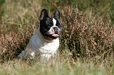 BOULEDOGUE FRANCAIS 1190